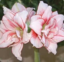 Amaryllis elvas bulb for sale  BIRMINGHAM