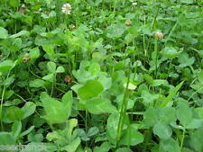 Ladino clover seeds for sale  Odessa