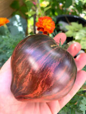 Tomatensamen tomate rebel gebraucht kaufen  Schwetzingen