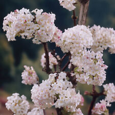 Viburnum bodnantense dawn for sale  PETERBOROUGH