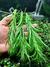 Stem pogostemon heidelberg for sale  SHEFFIELD