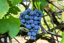Concord grape vines for sale  MIDDLESBROUGH