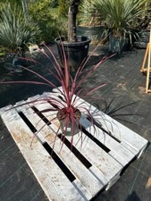 Cordyline australis pink gebraucht kaufen  Nordkirchen