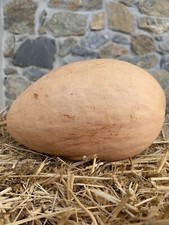 Zucca banana semi usato  Cagliari