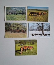 Pferdepostkarten warmblüter v gebraucht kaufen  Hörstel