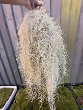 Tillandsia usneoides length for sale  HEREFORD