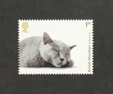 Cats british shorthair d'occasion  Expédié en Belgium