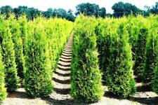 Thuja ccidentalis smaragd gebraucht kaufen  Wurzen