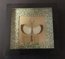 Natural history entomology d'occasion  Expédié en Belgium