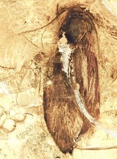 Baltic amber moth for sale Baltic amber moth for sale  Harrison Township