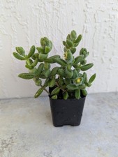Pickle succulent plant for sale  Jacksonville