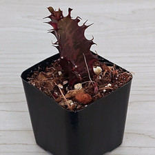 Succulent euphorbia trigona for sale  San Jose
