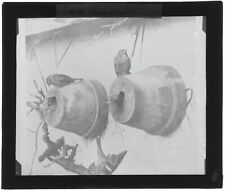 Nid pierrots oiseaux d'occasion  Grenade