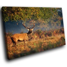 Forest sunrise brown for sale  STRABANE