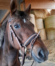 Trense penelope inkl gebraucht kaufen  Uetersen