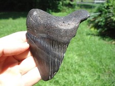 Huge bitten megalodon for sale  Havana