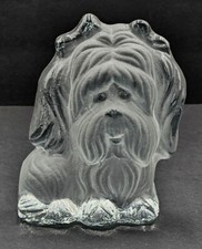 Yorkie shih tzu for sale  Norwalk