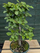 Beech bonsai green for sale  EPSOM