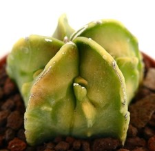 Astrophytum myriostigma nudum usato  Napoli