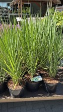 Panicum northwind ziergras gebraucht kaufen  Edewecht