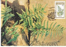Venda 1985 Ferns Pellaea Dura 12c cartão máximo cancelamento especial muito bom estado usado, usado comprar usado  Enviando para Brazil