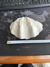 Conchiglia tridacna gigas usato  Novara