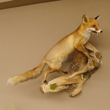 Fuchs rotfuchs ffener gebraucht kaufen  Nagel