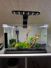 Betta fish aquarium for sale  Rochester