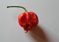 Semi peperoncino dragon usato  Verrayes