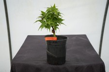Acer palmatum japanese for sale  Hendersonville