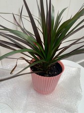 Dracaena indoor plants for sale  Woodhaven