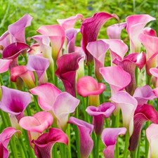 Style calla lily for sale  Gassville