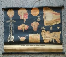 poster anatomia usato poster anatomia usato Cagliari