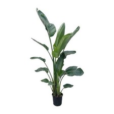 Strelitzia per albero usato  Spedire a Italy
