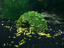 Neocaridina shrimp buce for sale  Indianapolis