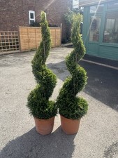 Cupressocyparis leylandii cast for sale  ALDERLEY EDGE