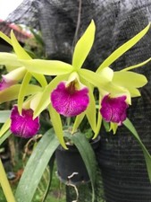 Orchid Orchidee Orquídea Procatavola Jairak Green Star  (33 Sr) na sprzedaż  PL