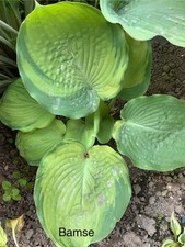 Hosta bamse plantain d'occasion  Expédié en Belgium