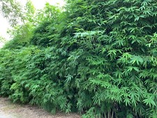 Dwarf bamboo seeds for sale  Ravensdale