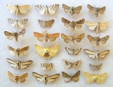 Mixed box british for sale  UK
