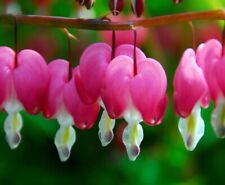 Bleeding heart flowers for sale  Ladson