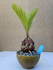 Old sago palm for sale  Westminster