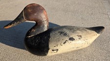 Holly canvasback drake for sale  Muncy