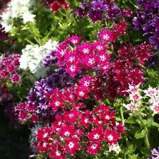 Phlox twinkle mix for sale  Sevierville