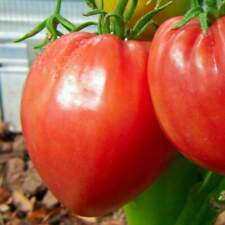 Pink oxheart tomato for sale  Deltona