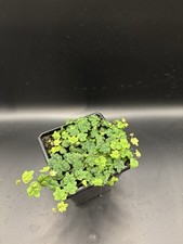 Oak leaf ficus for sale  CHRISTCHURCH