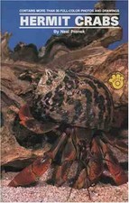 Land hermit crabs for sale  UK