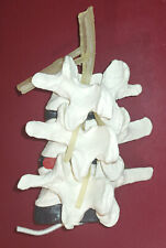 Halswirbelsäule anatomisches  gebraucht kaufen  Bissendorf