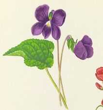 Violeta Americana Viola Botânica por Wooster Original Xilogravura Cor 1872 comprar usado  Enviando para Brazil