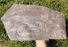 Rare fossil permian for sale  Coppell